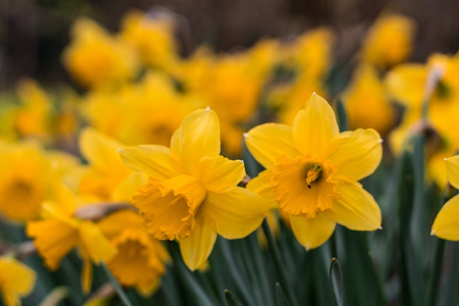 yellow daffodils