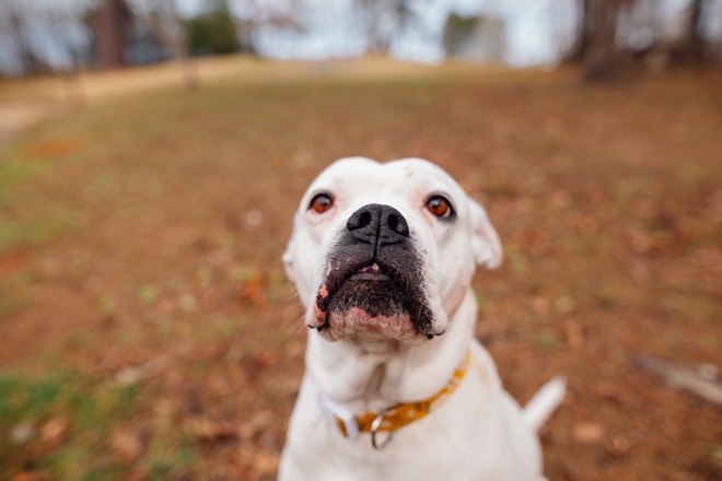 American Bulldog