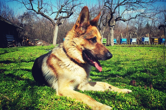 German Shepherd Dog