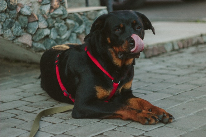 Rottweiler Dog