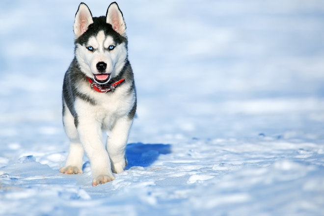 Siberian Husky Dog