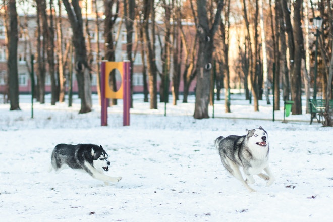 Wolf Dogs