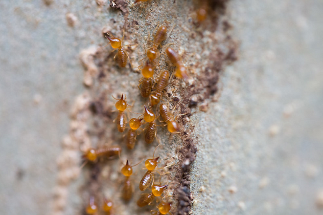 termites