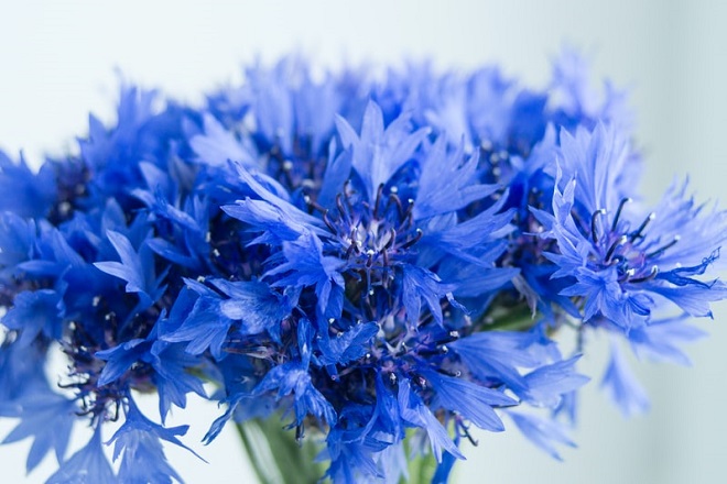 cornflower