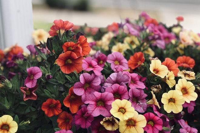 petunias