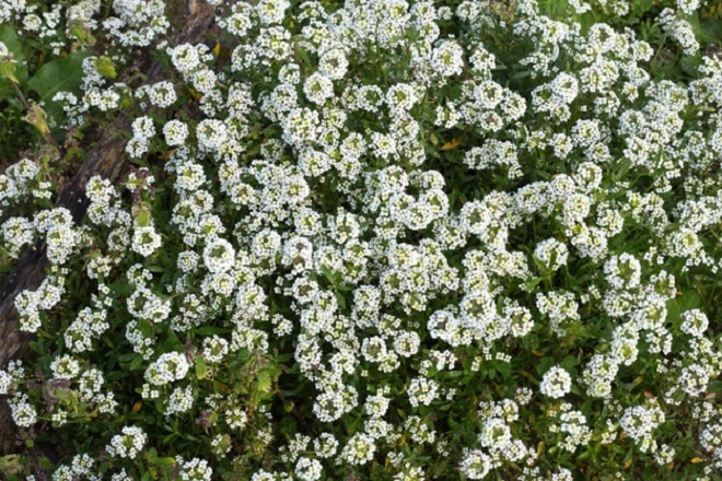 sweet alyssum