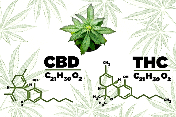 CBD vs THC