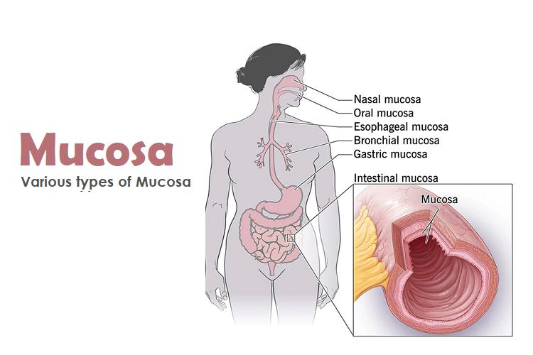 mucosa