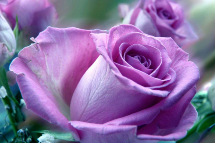 purple rose