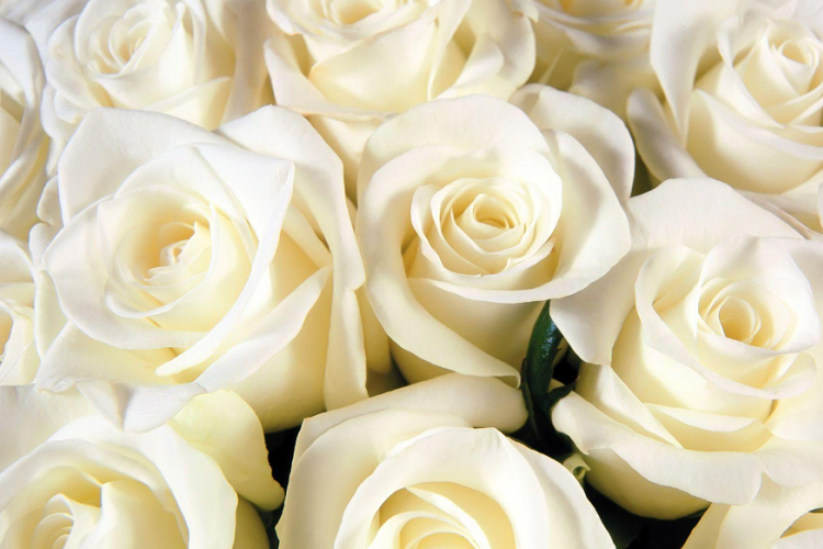 white roses