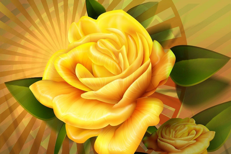 yellow rose