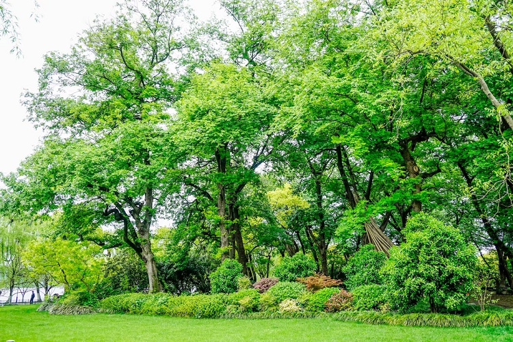 trees and foliage