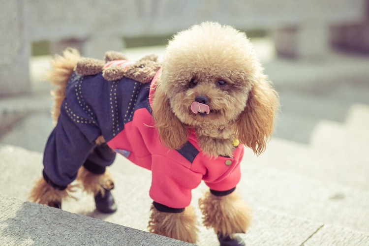 cutest pet dresses